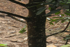 Bhesa indica
